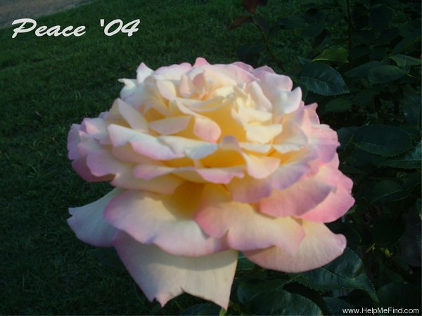 'Peace (hybrid tea, Meilland 1935)' rose photo