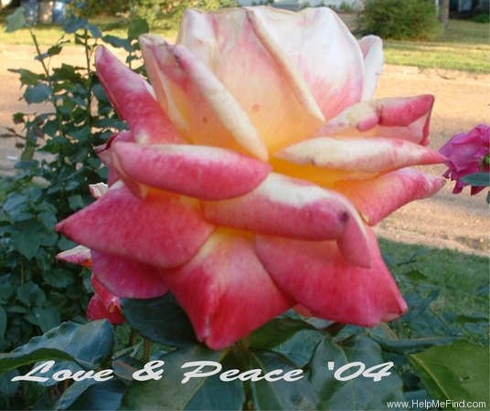 'BAIpeace' rose photo