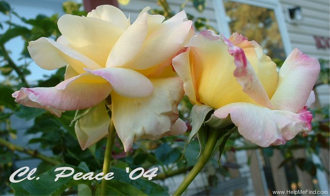 'Climbing Peace' rose photo