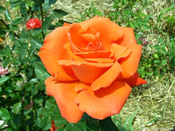 'Joro' rose photo