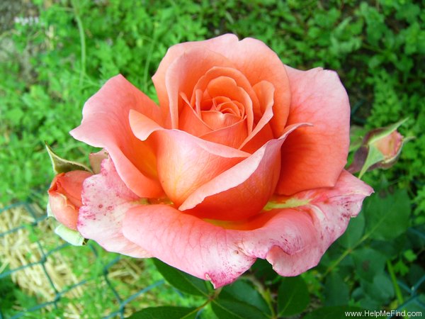 'Cimarosa' rose photo