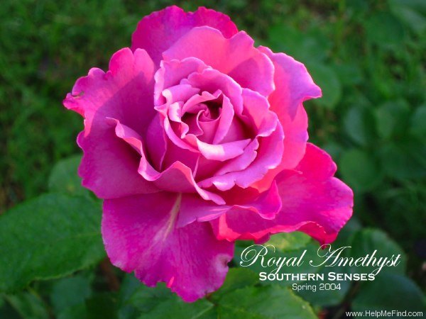 'Royal Amethyst ™ (Hybrid Tea, DeVor, 1989)' rose photo