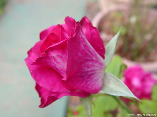 'Silk Hat ™' rose photo