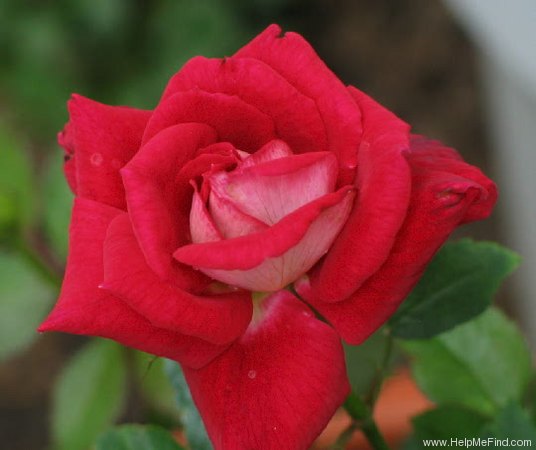 'Cherry Cordial' rose photo