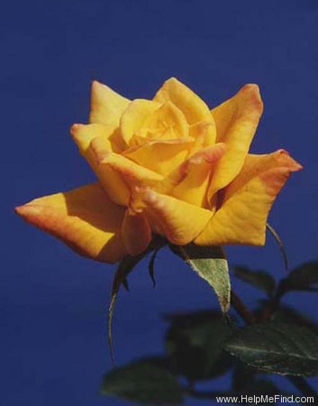'Golden Beryl' rose photo