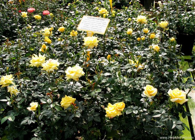 'Golden Beryl' rose photo