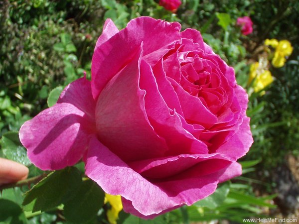 'Othello (hybrid tea, Verschuren, 1963)' rose photo