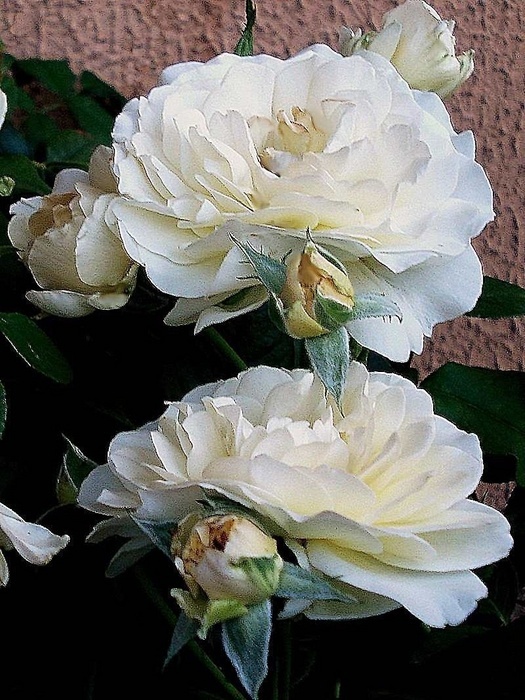 'Lilian Baylis' rose photo