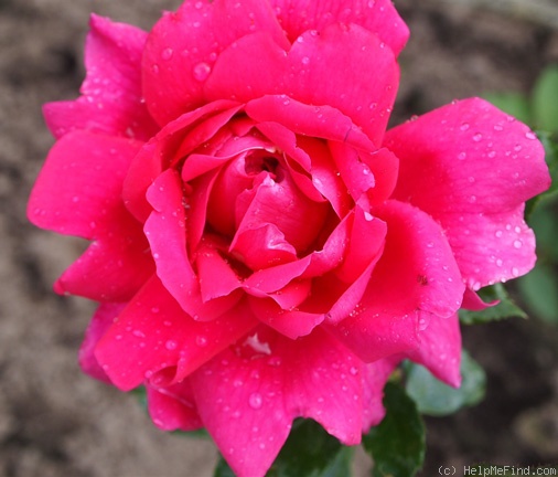 'Mabel Lynas' rose photo
