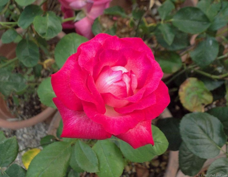 'Pinnacle' rose photo