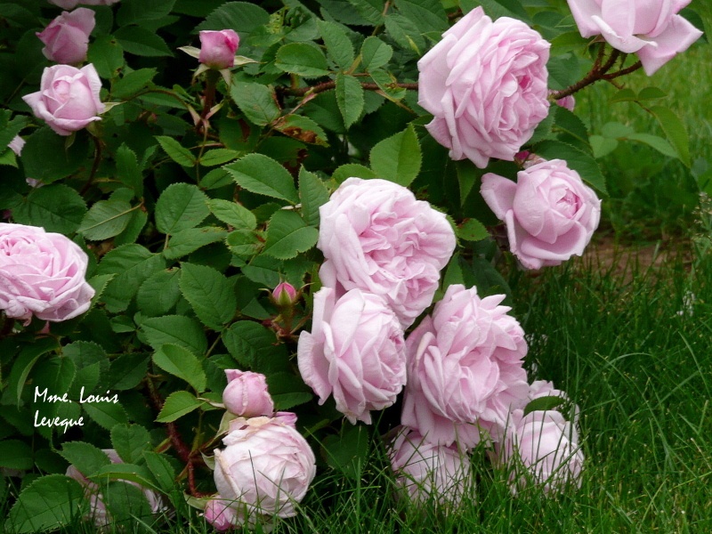 'Madame Louis Lévêque (moss, Lévêque, 1898)' rose photo