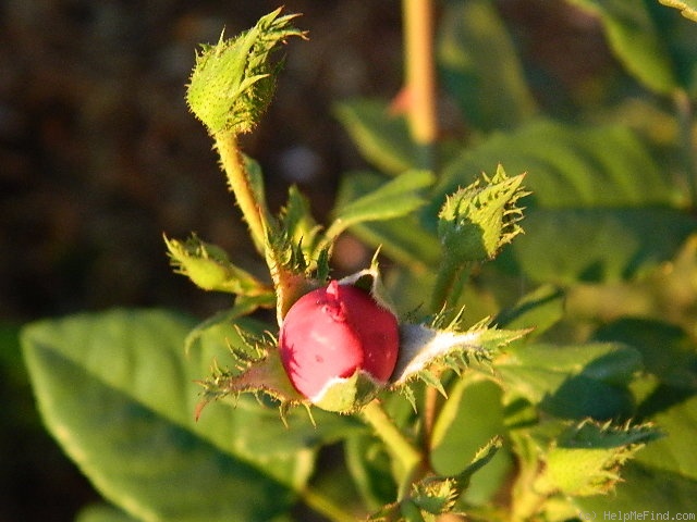 'April Mooncrest' rose photo