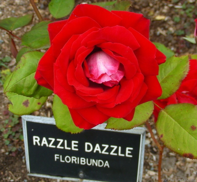 'Razzle Dazzle (floribunda, Warriner, 1977)' rose photo