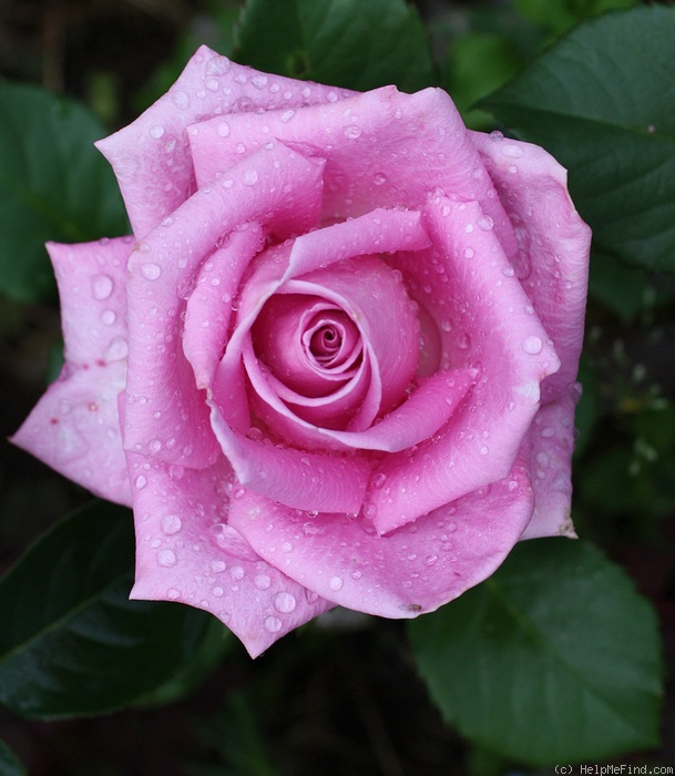 'Aqua! ®' rose photo