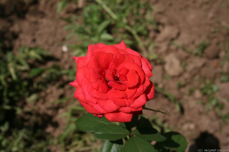 'Baccará ® (Hybrid Tea, Meilland, 1954)' rose photo