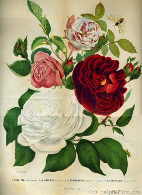 'Bella Strambio' rose photo