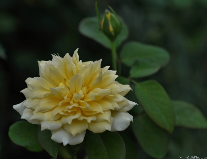 'Joëlle Marouani ®' rose photo