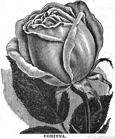 'Corinna (tea, Paul, 1893)' rose photo