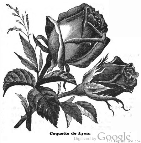 'Coquette de Lyon (tea, Ducher, 1870)' rose photo