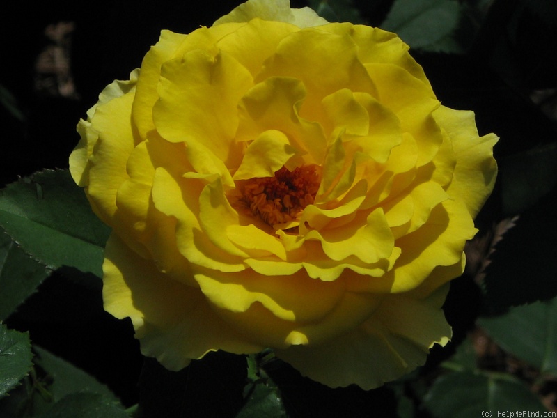 'Dr. Swain' rose photo