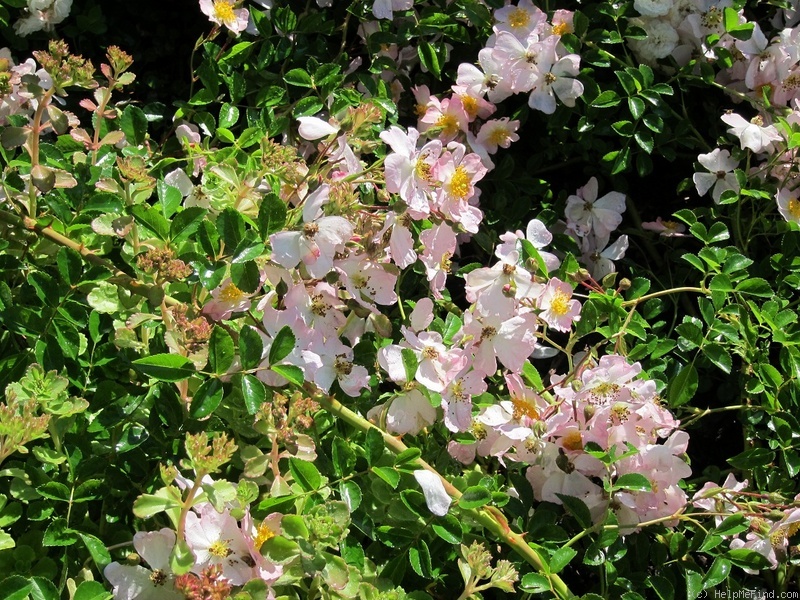 'Green Snake' rose photo