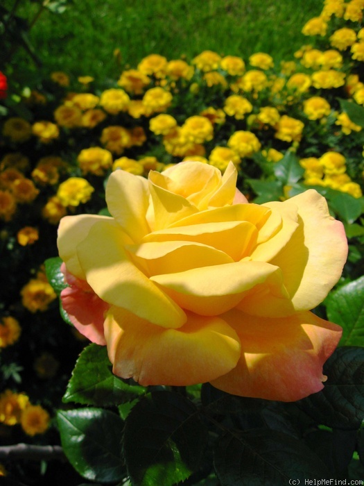 'Maribel' rose photo