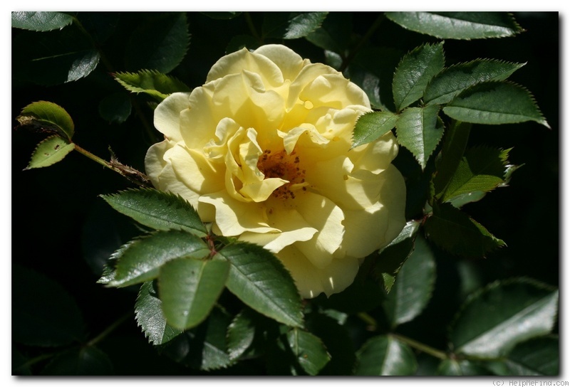 '1-72-1Rugelda' rose photo