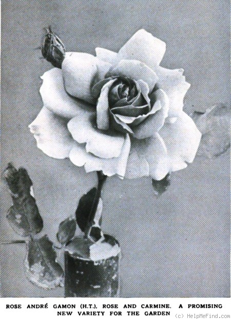 'André Gamon' rose photo
