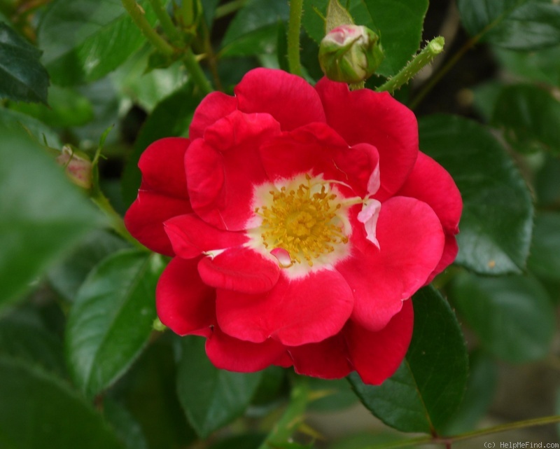 'Girlguiding UK Centenary Rose' rose photo