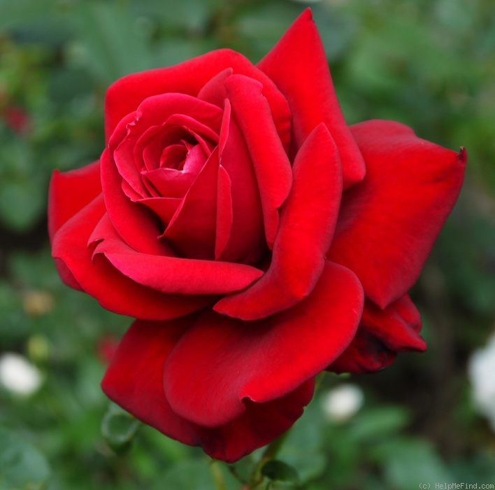 'Gundis Rose ®' rose photo