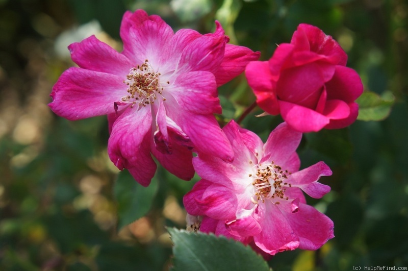 'Bengale Cerise' rose photo