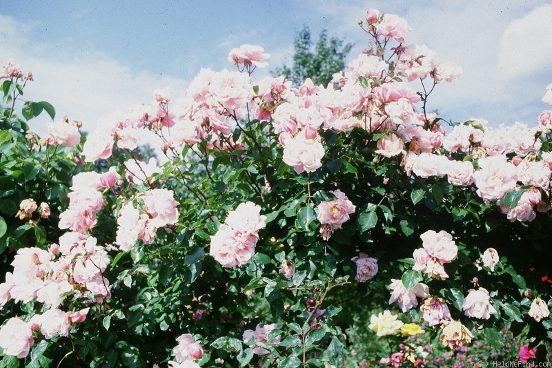 'Albertine (hybrid wichurana, Barbier, 1921)' rose photo