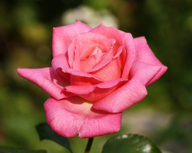 'Wedding Bells ® (hybrid tea, Kordes 2001)' rose photo