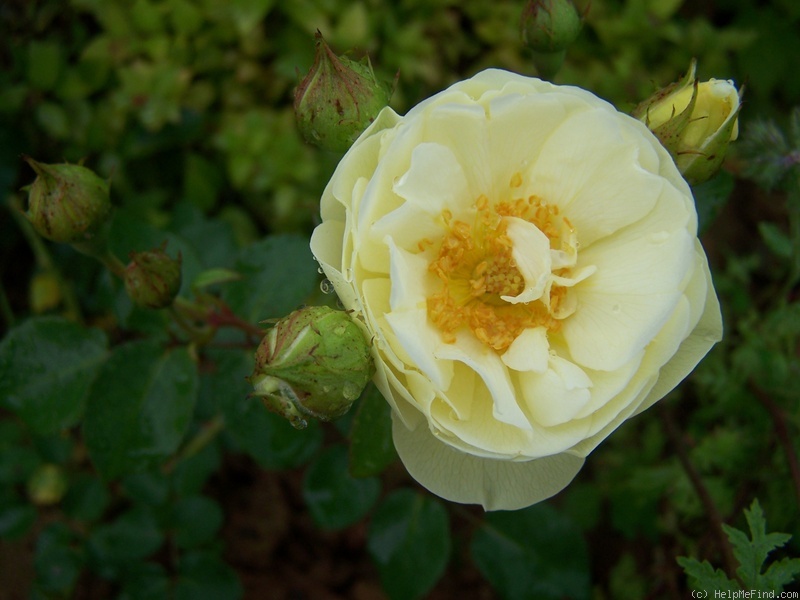 'Mariella (shrub, Braun, 2008)' rose photo