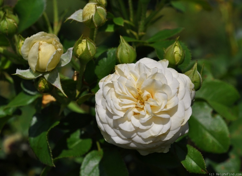 'Artemis ® (shrub, Evers/Tantau, 2004/09)' rose photo