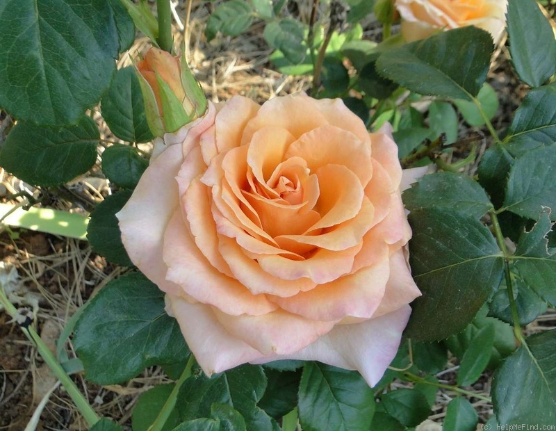 'Apricot' rose photo