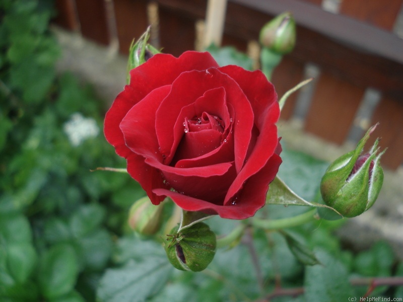 'Fugue ®' rose photo
