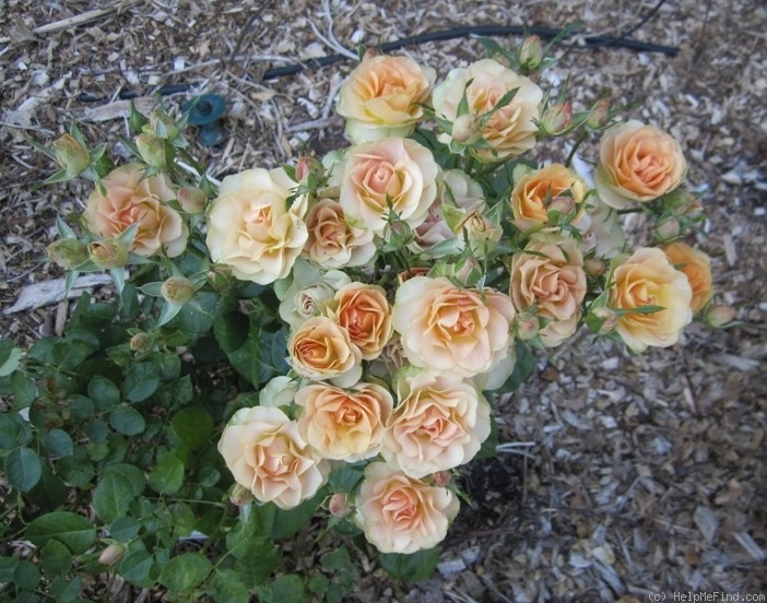 'Sheila MacQueen (floribunda, Harkness 1988)' rose photo