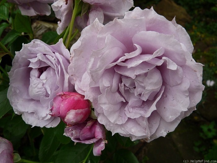 'Novalis ®' rose photo