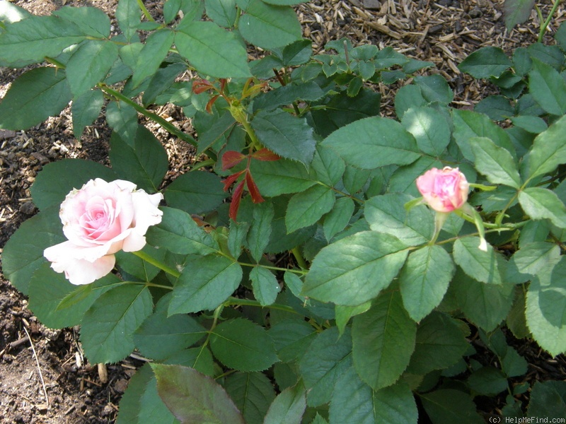 'Bridal Pink ™ (floribunda, Boerner before 1966)' rose photo