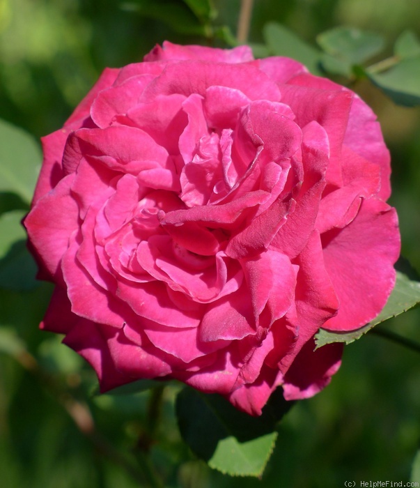 'Bengal Centfeuilles' rose photo