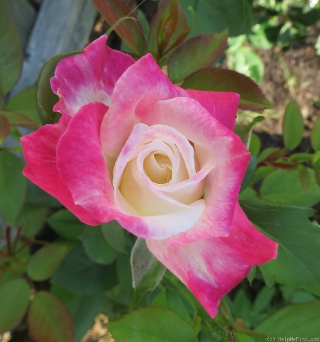 'Headliner' rose photo