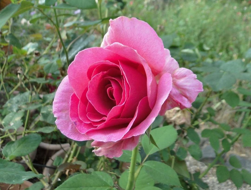 'Gentle Giant ™' rose photo