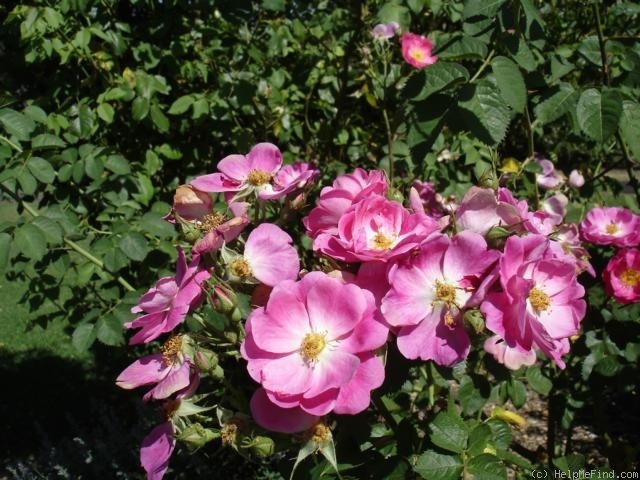 '<i>Rosa rubiginosa</i> 'Amy Robsart'' rose photo