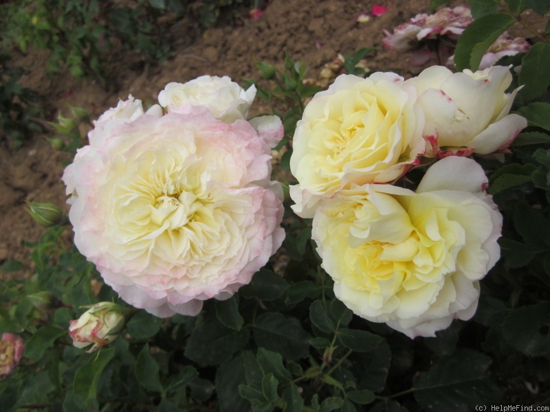 'Châpeau de Mireille ®' rose photo