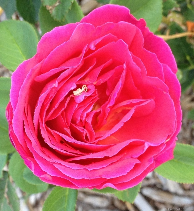 'Othello (English Rose, Austin, 1986)' rose photo