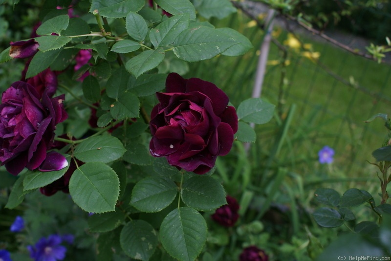 'Souvenir du Docteur Jamain (Hybrid Perpetual, LaCharme, 1865)' rose photo