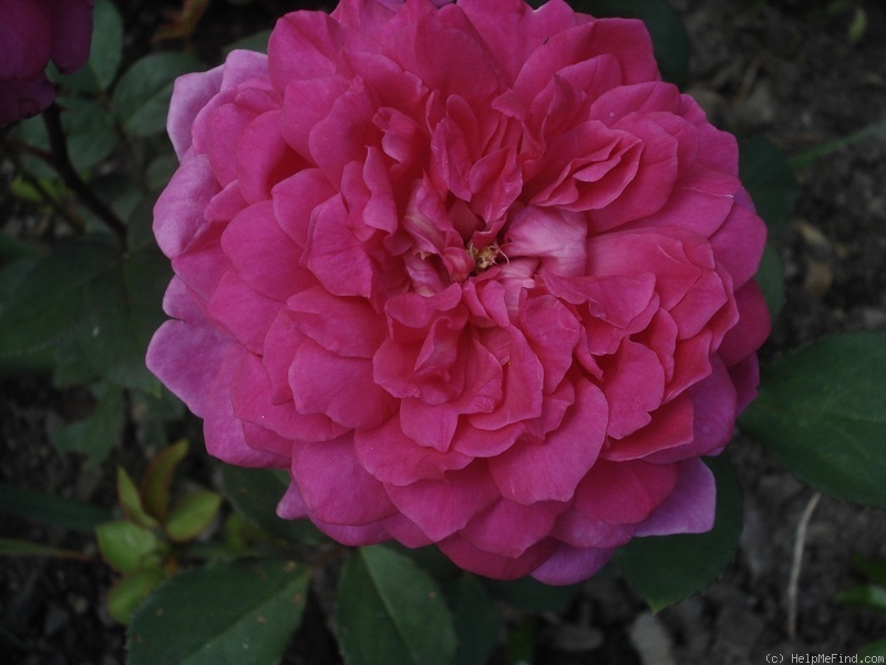 'Arthur de Sansal' rose photo