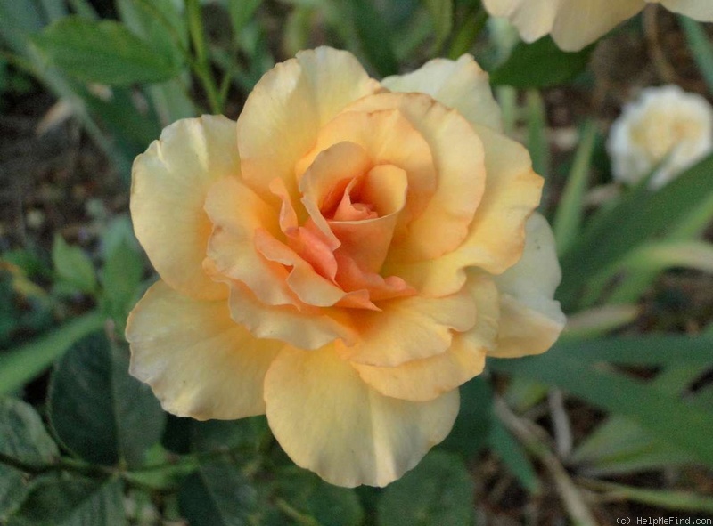 'Anne Harkness (floribunda, Harkness, 1979)' rose photo