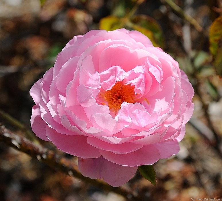 'The Miller' rose photo